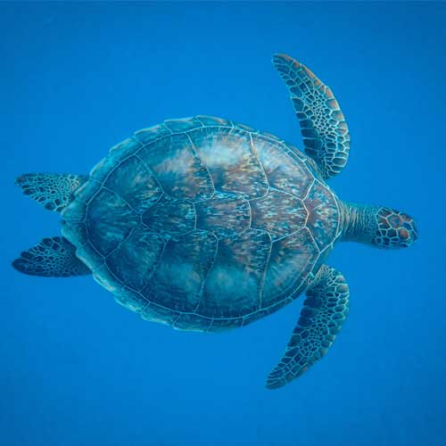 turtle mast reverse aux associations de la sauvegarde des tortues