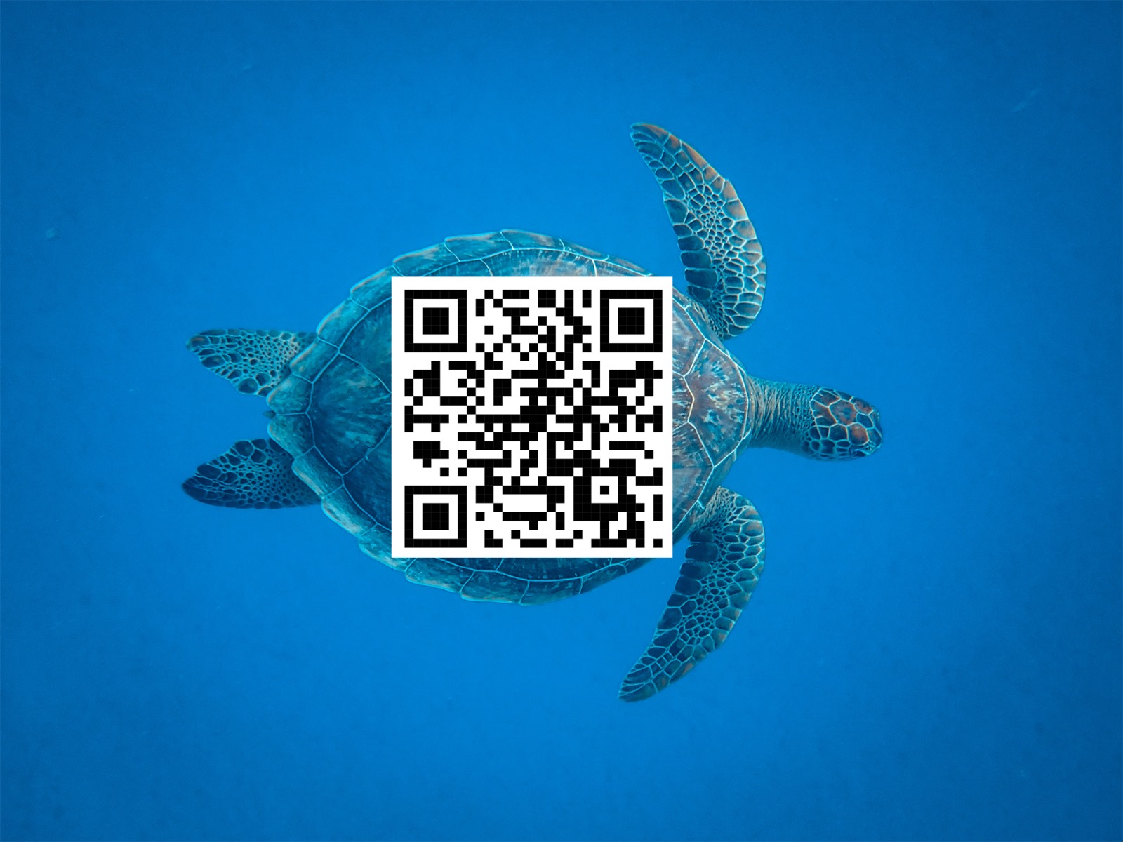 qr code turtle mast planche a voile gonflable qr code turtle mast